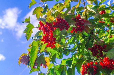Yeşil yapraklı kırmızı viburnum üzümü. Mavi gökyüzü arka planı. Sonbahar kartı, ekran koruyucu. Seçici odak