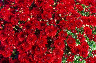 Kırmızı kasımpatıların güneş ışığıyla yıkanmış çiçek arkaplanı zengin renklerini gösteriyor. Sonbahar havası