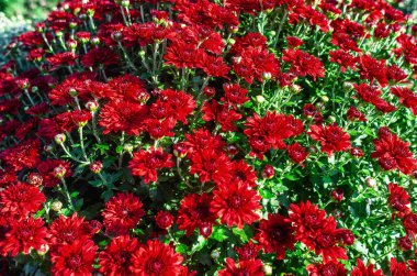 Güneş ışığıyla yıkanan yoğun kırmızı kasımpatı kümesi zengin renklerini sergiliyor. Sonbahar bahçesi