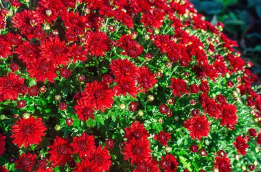 Güneş ışığıyla yıkanan yoğun kırmızı kasımpatı kümesi zengin renklerini sergiliyor. Sonbahar bahçesi