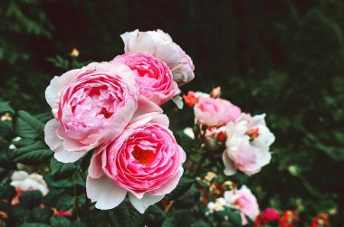 Zarif pembe güller serin bir bahçedeki koyu yeşil yaprakların üzerinde çiçek açıyor..