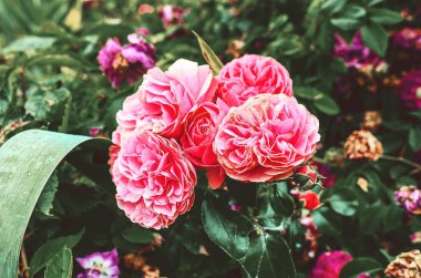 Elegant pink roses blooming against a backdrop of dark green leaves in a serene garden setting. clipart