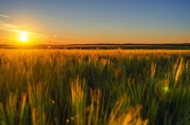 Sihirli akşam atmosferi, gün batımı manzarası ve altın buğday tarlası. Bulanık doğal ufuk arkaplanı