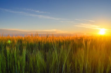 Sihirli akşam atmosferi, gün batımı manzarası ve altın buğday tarlası. Bulanık doğal ufuk arkaplanı