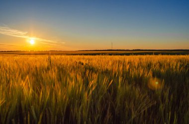 Sihirli akşam atmosferi, gün batımı manzarası ve altın buğday tarlası. Bulanık doğal ufuk arkaplanı