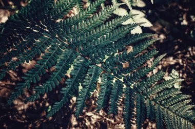 Ormanda düşen yaprakların arka planında yeşil eğreltiotu yaprakları var. Sonbahar doğası. Çiçek arka planı