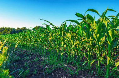 Mısır tarlasında taze mısır bitkileri, yeşil yapraklar, gövde. Mavi gökyüzü arka planı. Tarım kavramı