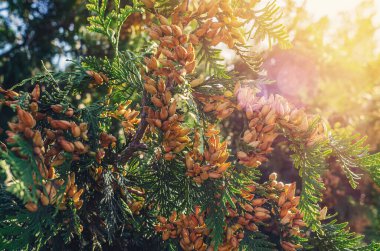 Sun rays through brown-yellow bright seed cones of evergreen thuja. Winter screensaver, wallpaper clipart