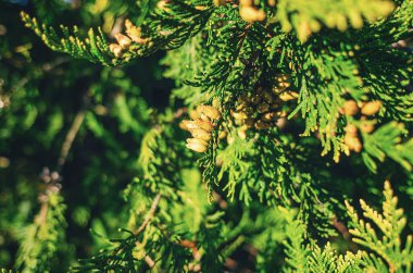 Tohumlu Thuja bitkisi, tomurcuklu ağaç. Yeşil-sarı kozalaklı arka plan. Tasarım için soyutlama