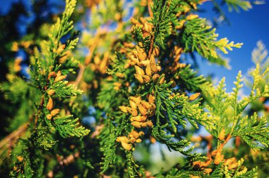 Mavi gökyüzüne karşı her zaman yeşil olan thuja 'nın kokulu kahverengi tohum konilerinin manzarası. Kozalaklı kış duvar kağıdı