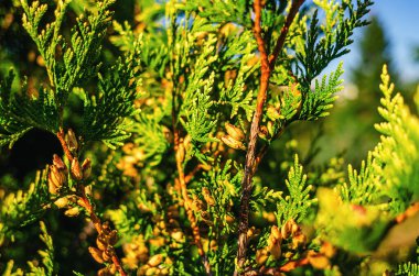 Bitmeyen yeşil thuja 'nın kokulu kahverengi tohum konileri. Kozalaklı ekran koruyucu. Seçici odak