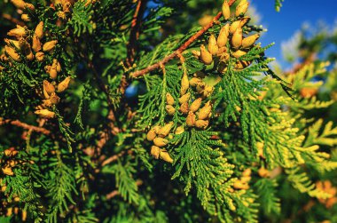 Bitmeyen yeşil thuja 'nın kokulu kahverengi tohum konileri. Kozalaklı ekran koruyucu. Seçici odak