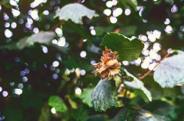 Güneşin bulanık arka planında bir grup kahverengi olgun fındık ağaç dalları arasında parıldıyor. Seçici odak
