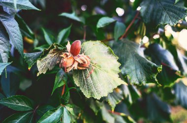 Vahşi doğada üç olgun fındık. Seçici odaklanma. Fındıkların sağlık faydaları, yemek pişirmede kullanılıyor