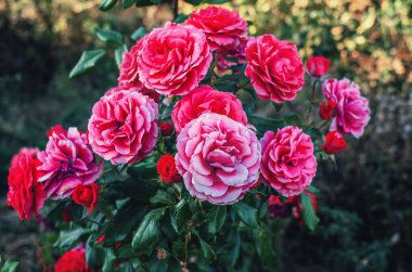 Kırmızı buket çiçek açan güller ve koyu bulanık arka planda yeşil yapraklar. Çiçek duvar kağıdı, ekran koruyucu