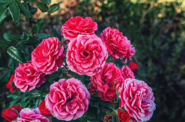 Koyu arkaplanda yeşil yaprakları olan kırmızı gül çalıları. Çiçek duvar kağıdı, ekran koruyucu