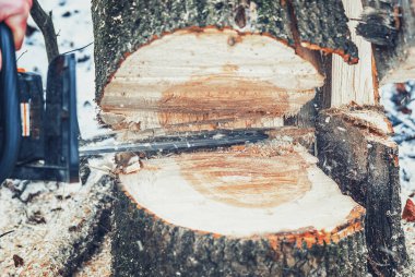 Chainsaw cuts tree in the forest. Cutting wood for heating the house clipart