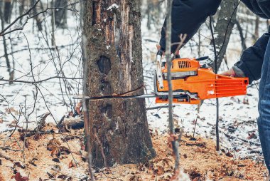Oduncu ormanda elektrikli testere ile ağaç kesiyor.