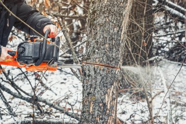 Oduncu ormanda elektrikli testere ile ağaç kesiyor.