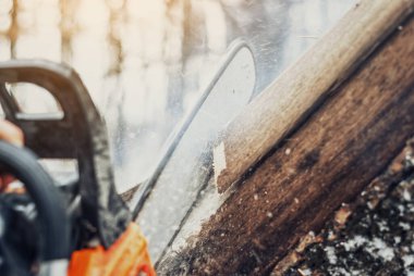 Oduncu kışın ormanda bir ağaç gövdesi keser, ormandaki eski kuru ağaçları temizler.