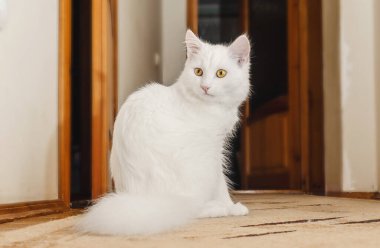 Kahverengi gözlü beyaz tüylü kedi portresi. Tüylü beyaz kedi yerde oturuyor. Evcil hayvanlar. Bulanık