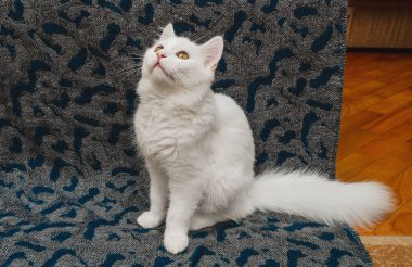 Kahverengi gözlü beyaz tüylü kedi. Tüylü beyaz kedi gri battaniyeye oturur ve yukarı bakar. Kabarık kuyruk