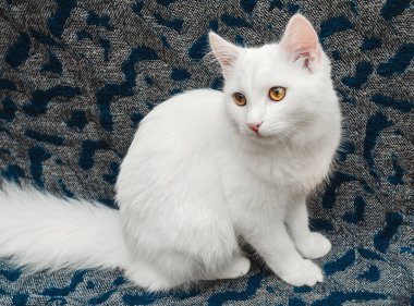 Kahverengi gözlü beyaz tüylü kedi detayları. Gri battaniyede oturan tüylü beyaz kedi. Evcil hayvan aşkı