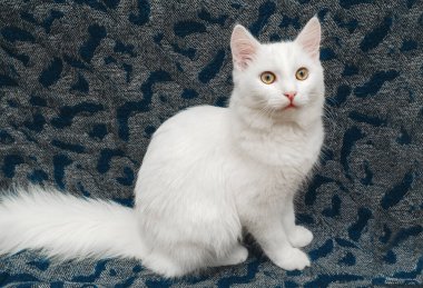 Kahverengi gözlü beyaz tüylü kedi portresi. Gri battaniyede oturan tüylü beyaz kedi. Evcil hayvanlar