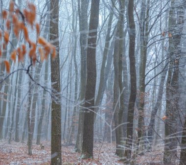Ağaç dalındaki yaprak buz kristalleriyle kaplı. Sisli soğuk hava. Hüzünlü kış manzarası. Depresyon