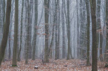Kış ağaçları, ağaçların dalları buğulama ile kaplı. Soğuk kış sükuneti sahnesi. Ormanda sabah sisi.