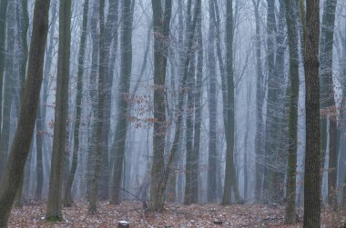 Ormanda sabah sisi. Kış ağaçları, ağaçların dalları buğulama ile kaplı. Soğuk kış sakin sahnesi