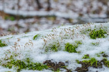 Kış ormanında erimiş karla kaplı yeşil yosun tohumları. Ağaçların bulanık arkaplanı. Makro fotoğraf