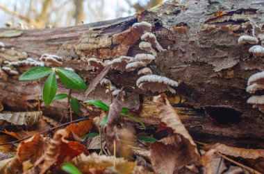 Kış ormanlarındaki eski odunlarda mantarlar yetişiyor. Mantar biyolojisi. Orman arkaplanı bulanık