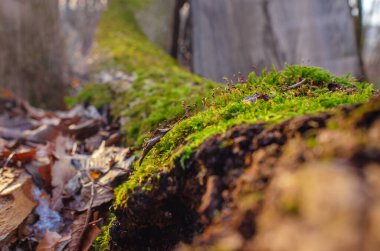Kışın ormandaki odunların üzerinde yeşil yosun tohumları. Yüzeyin bulanık arkaplanı. Seçici odaklanma. Makro
