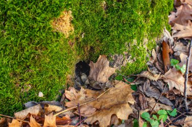 Düşen yaprakların yakınındaki yeşil yosunlu oyuğun makro fotoğrafı. Huzurlu orman manzarası. Hayvanların kışı
