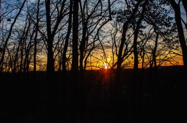 Deniz kabuğu. Alacakaranlık. Orman dallarından geçen güneş ışınlarının altın parıltısı. Karanlık ağaçların arasından gün batımı