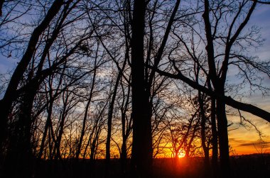 Orman yaprakları arasında altın parıltısıyla batan güneş. Karanlık ağaçların arasından sakin günbatımı sahnesi