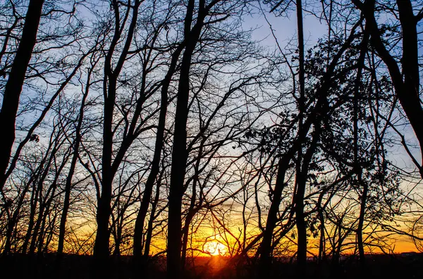 Güneş, orman dalları arasında altın parıltısıyla batar. Karanlık ağaçların arasından huzurlu bir gün batımı. Deniz Aralığı