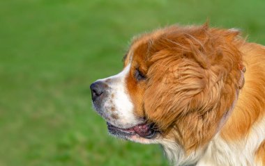 Moskova bekçi köpeğinin yeşil çimlere karşı yan görüntüsü. Kırmızı ve beyaz köpek Uzun kürklü ve uzun kulaklı