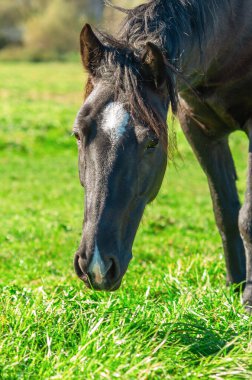 Alnında beyaz noktalı siyah at ve etkileyici bir görünüm. Tousled yelesi. Çayırdaki yeşil çimenler