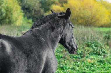 Black racing stallion with short mane. Portrait of horse in profile. Blurred background of pasture clipart