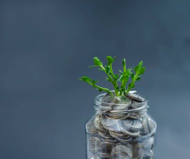 Kavanozda yeşil lahanalar ve alçıya karşı bozuk paralar. Alternatif enerji, yeni fikirler, ekolojik teknolojiler. Boşluğu kopyala