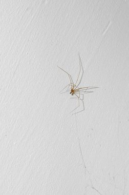 Spider with long limbs on a white ceiling. Indoor spiders. Pholus phalangioides clipart