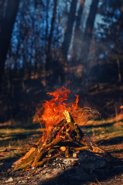 Sunset Ormanı 'nda yanıp sönen kırmızı kamp ateşi