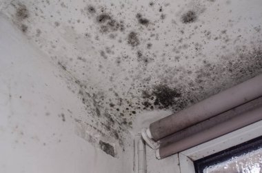 Duvarlarda ve pencerenin yanında zehirli siyah küf ve oda panjurları var.