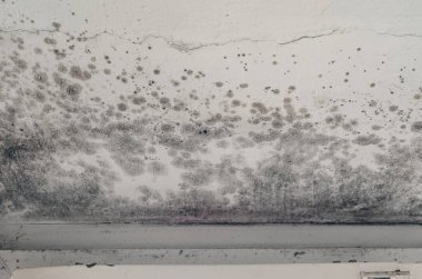 Islak duvar ve tavan üzerindeki koyu küf lekeleri odadaki pencere çerçevesi