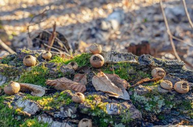 Orman sahnesinde yosun kaplı odun üzerinde mücevher desenli fındık mantarı.