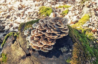 Bahar ormanlarında yosun bulunan eski kütükler üzerinde doğal mantar kümeleri.