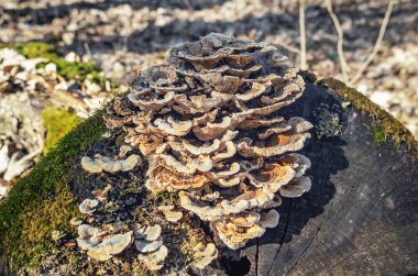 Doğal mantar kümesi orman ortamında yosun bulunan eski kütükler üzerinde.