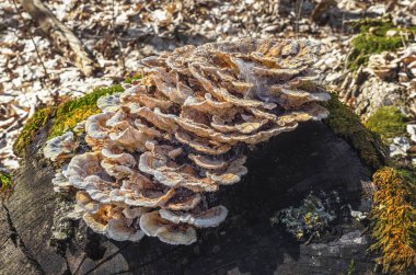 Ormanda yosun ve yapraklarla çürüyen kütükler üzerinde bir mantar kümesi.